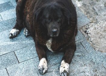 Un cane in sovrappeso