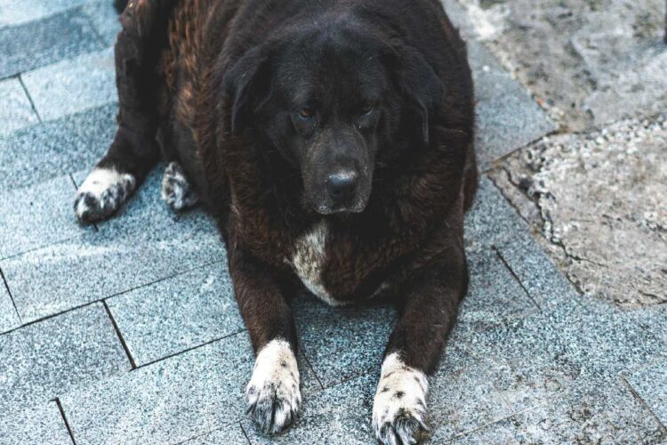 Un cane in sovrappeso