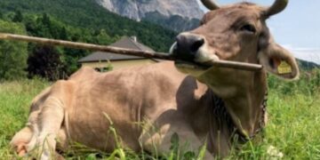 Veronika, la mucca che sa suonare gli strumenti musicali