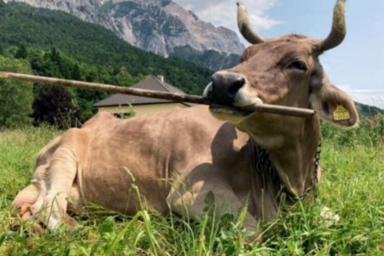 Veronika, la mucca che sa suonare gli strumenti musicali