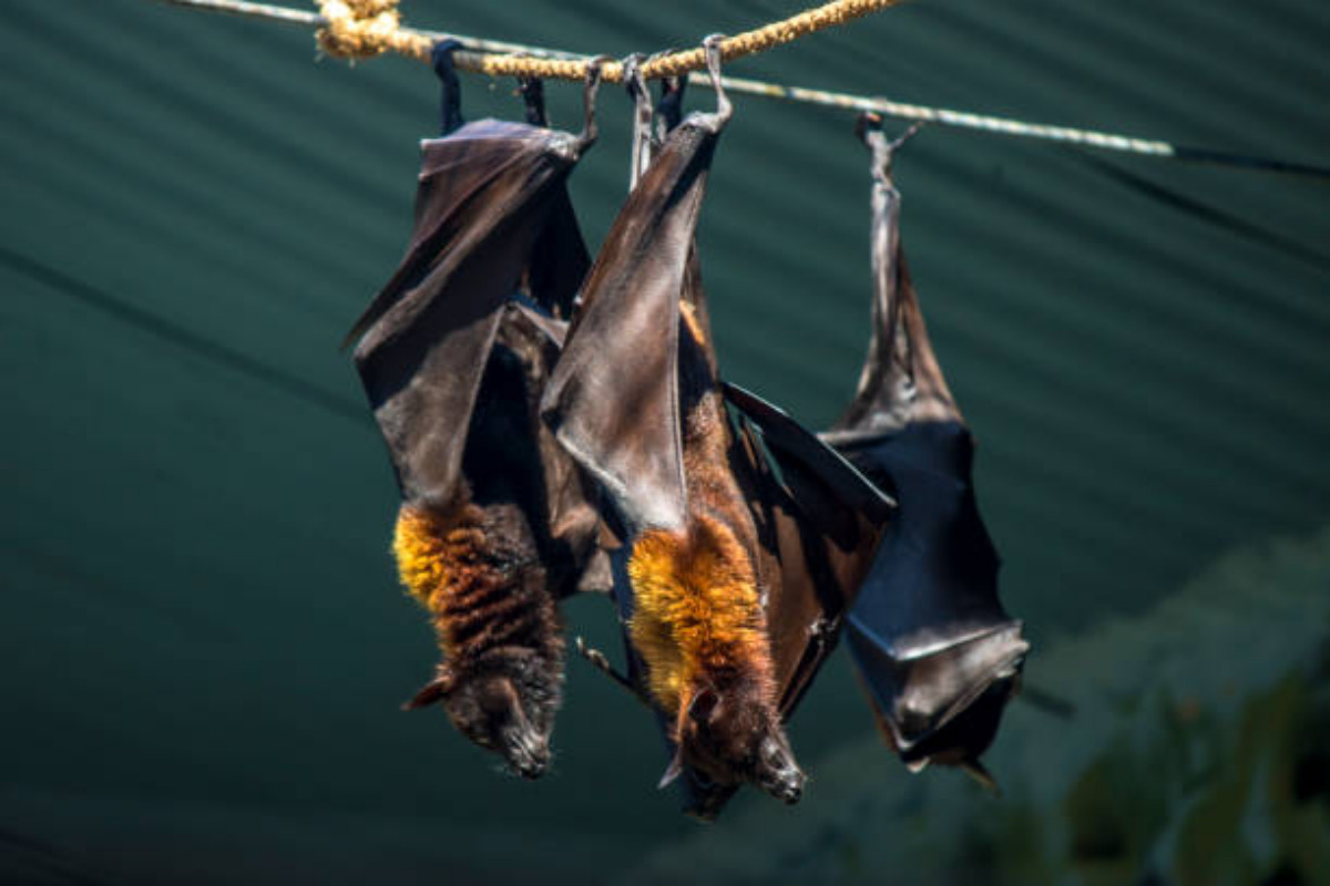 Virus Nipah: le caratteristiche