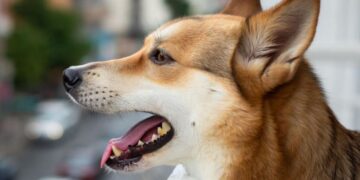 Cane che abbaia in condominio: come comportarsi