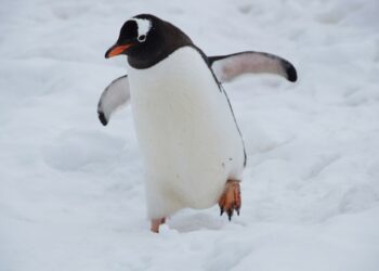 8 curiosità sui pinguini