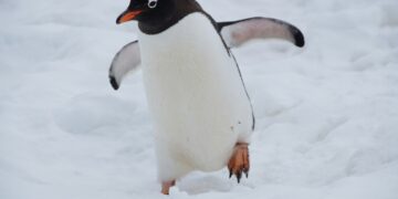 8 curiosità sui pinguini