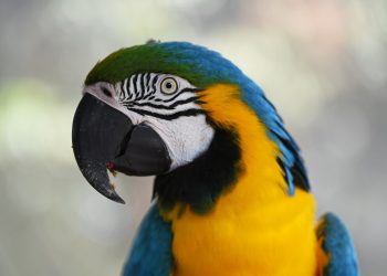 pappagallo