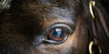occhio cavallo