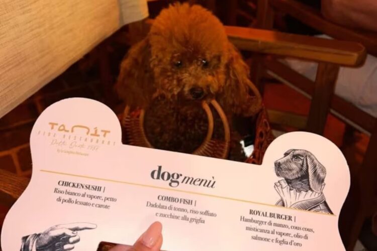 A Cortina un ristorante con menù esclusivo per cani fino a 120 euro