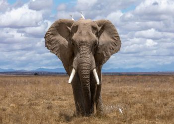 elefante