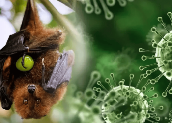Nipah: A deadly and mysterious disease