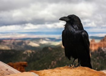 corvo