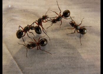 Formiche e sopravvivenza: più sono, meno sono forti