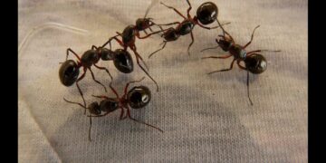 Formiche e sopravvivenza: più sono, meno sono forti