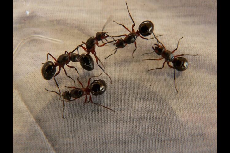 Formiche e sopravvivenza: più sono, meno sono forti