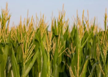 Divieto italiano sul mais OGM