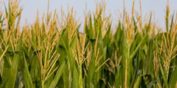 Divieto italiano sul mais OGM