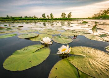 Giornata Mondiale delle zone umide