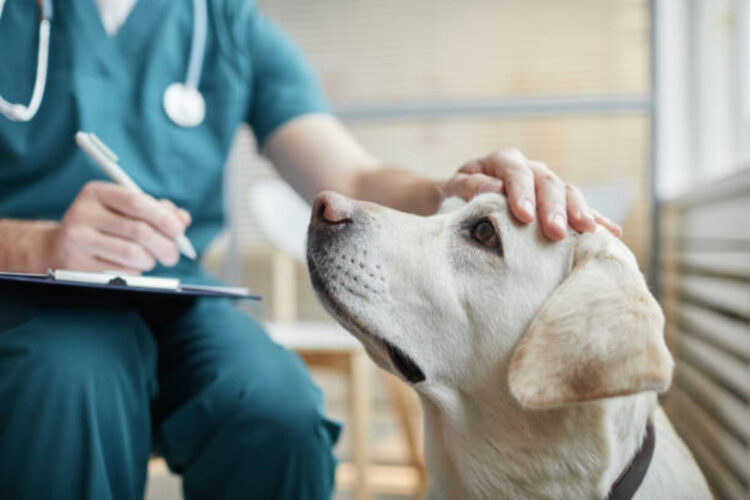 Giornata mondiale del cancro: anche i cani vengono colpiti