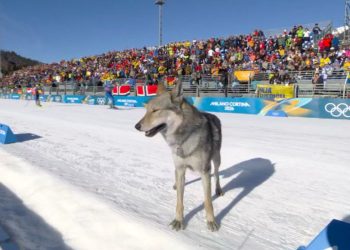 Nazgul, lupo cecoslovacco