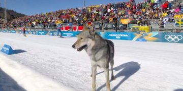 Nazgul, lupo cecoslovacco