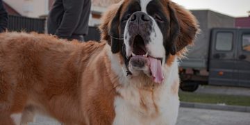 Presto anche i cani di grossa taglia potranno salire sui voli di Ita Airways