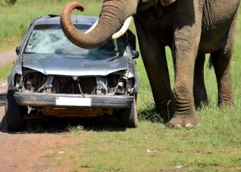 Scontro tra un elefante e un'auto