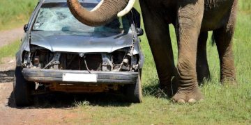 Scontro tra un elefante e un'auto