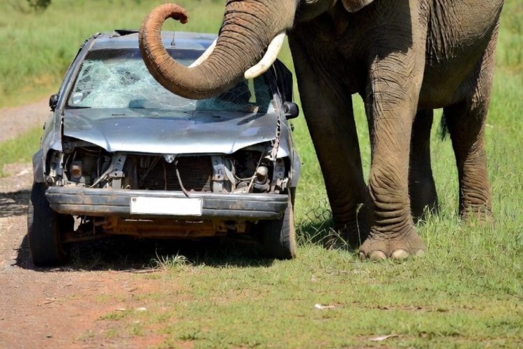Scontro tra un elefante e un'auto