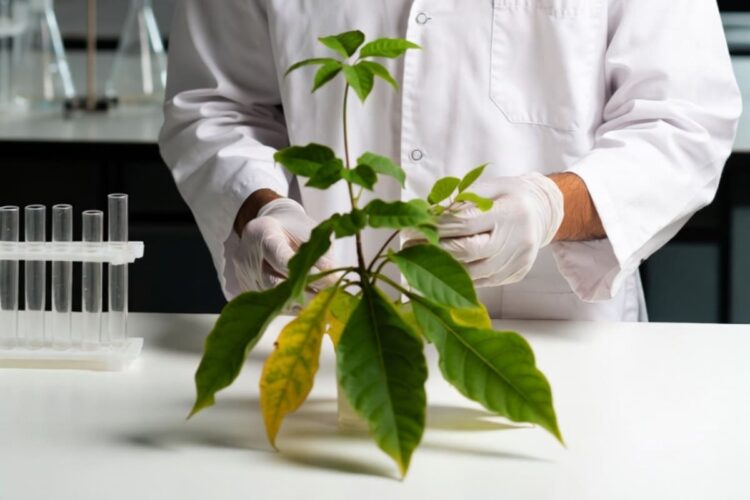 Nasce la prima pianta bioibrida italiana