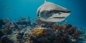 Le sostanze ritrovate nel sangue degli squali alle Bahamas