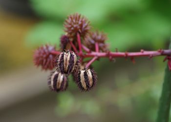 La pianta che contiene la ricina