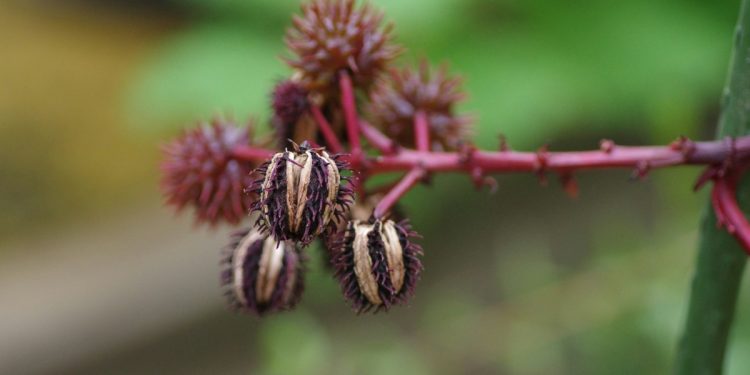 La pianta che contiene la ricina