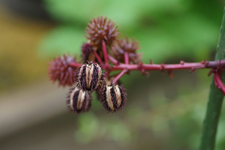 La pianta che contiene la ricina