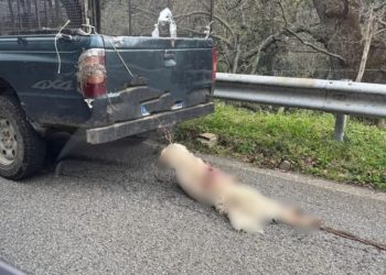 Cane legato e trascinato da un pick-up a Longobucco