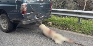 Cane legato e trascinato da un pick-up a Longobucco