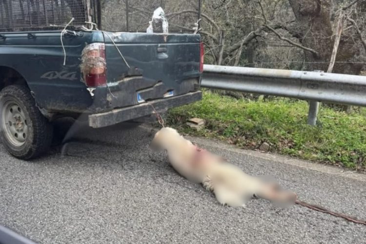 Cane legato e trascinato da un pick-up a Longobucco