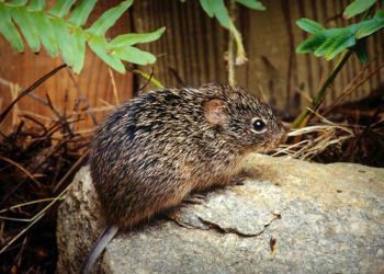L'hantavirus è trasmesso principalmente dai roditori