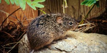 L'hantavirus è trasmesso principalmente dai roditori