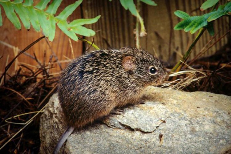 L'hantavirus è trasmesso principalmente dai roditori