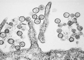hantavirus