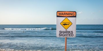 Australia, valtellinese ucciso da uno squalo durante un’immersione