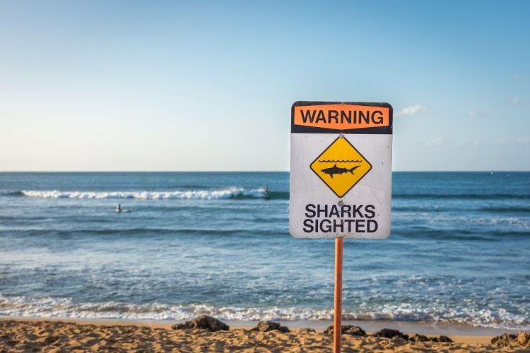 Australia, valtellinese ucciso da uno squalo durante un’immersione