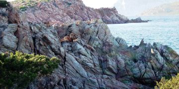 Sardegna, 4 tonnellate di sabbia sequestrata tornano in spiaggia: progetto contro i furti