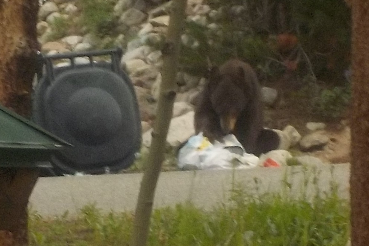 Bear eating trash.jpg