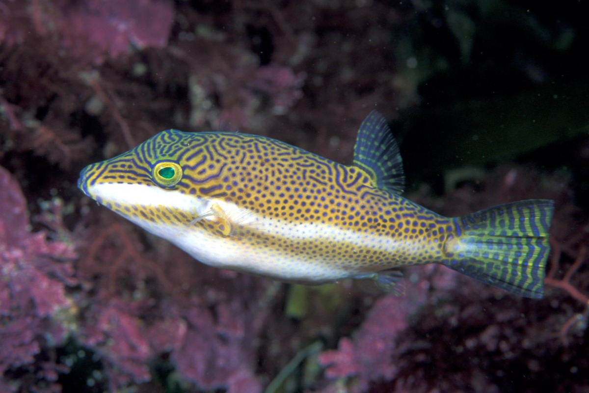 Canthigaster callisterna (Clown toado).jpg
