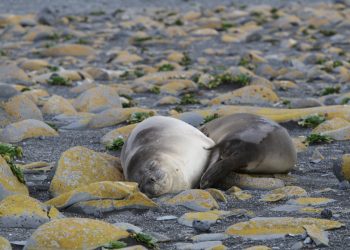 Elephant Seals on Heard Island.jpg