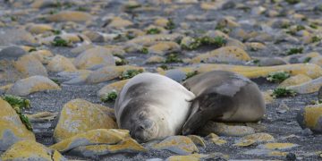 Elephant Seals on Heard Island.jpg