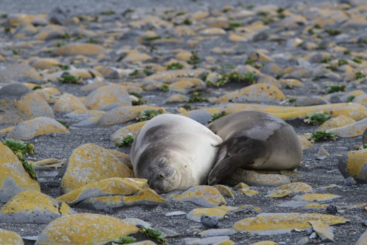 Elephant Seals on Heard Island.jpg