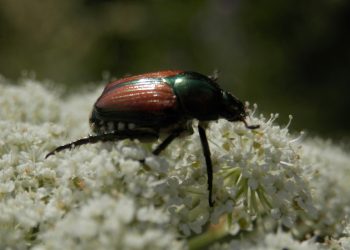 Japanese Beetle (Popillia japonica).jpg