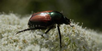 Japanese Beetle (Popillia japonica).jpg