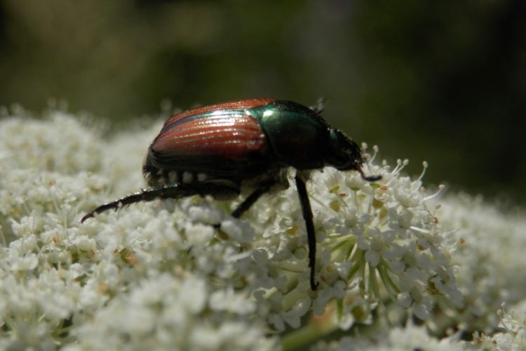 Japanese Beetle (Popillia japonica).jpg